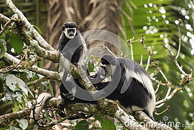 Mantled guereza, colobus guereza, guereza, eastern black and white colobus, Abyssinian black and white colobus Stock Photo