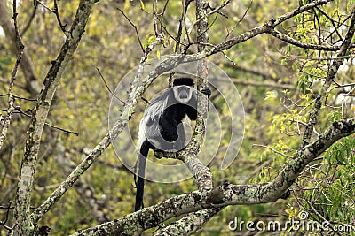 Mantled guereza, colobus guereza, guereza, the eastern black and white colobus, abyssinian black and white colobus Stock Photo