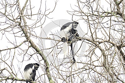 Mantled guereza, colobus guereza, guereza, the eastern black and white colobus, abyssinian black and white colobus Stock Photo