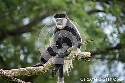 Mantled guereza Stock Photo