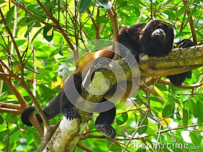 Mantled Howler Monkey Stock Photo