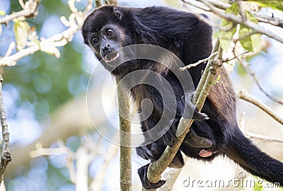 Mantled howler monkey, Costa Rica Stock Photo