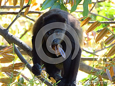 Mantled Howler Monkey Editorial Stock Photo