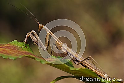 Mantodea on a green Stock Photo