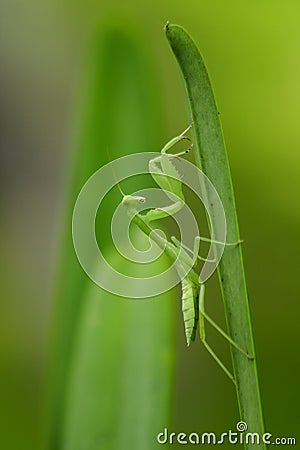 Mantodea is on a green leaf. Stock Photo