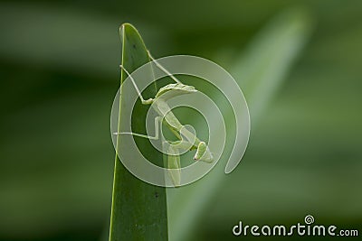 Mantodea is on a green leaf. Stock Photo