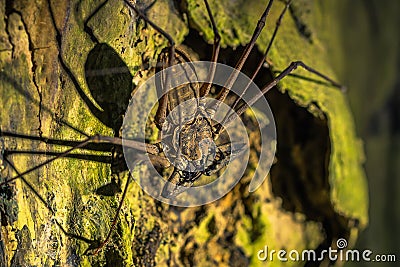 Manu National Park, Peru - August 07, 2017: Giant Scorpion spider in the darkness of the Amazon rainforest of Manu National Stock Photo