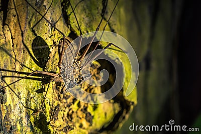 Manu National Park, Peru - August 07, 2017: Giant Scorpion spider in the darkness of the Amazon rainforest of Manu National Stock Photo