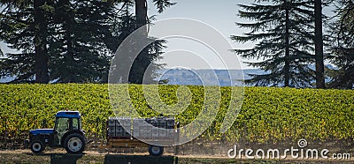 Manual harvesting in the Bordeaux vineyard Editorial Stock Photo