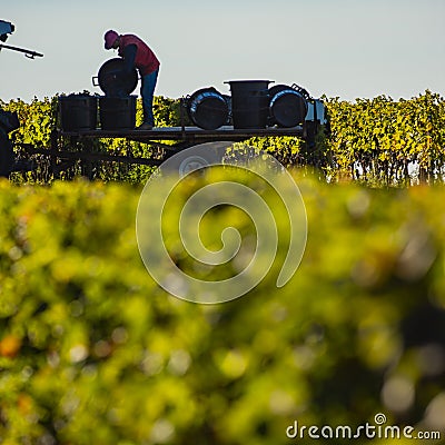 Manual harvesting in the Bordeaux vineyard Editorial Stock Photo