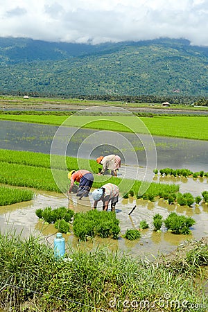Female manual labour in the Philippine rice fields Editorial Stock Photo