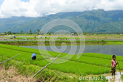 Young manual labour in the Philippine rice fields Editorial Stock Photo