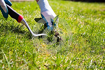 Manual weed conrol Stock Photo