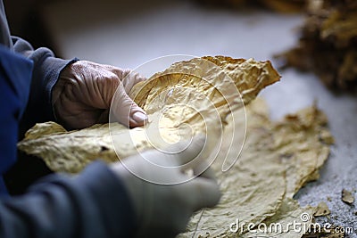 Manufacture of tobacco Stock Photo