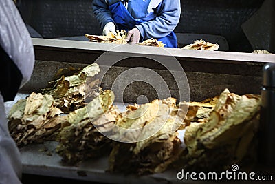 Manufacture of tobacco Stock Photo