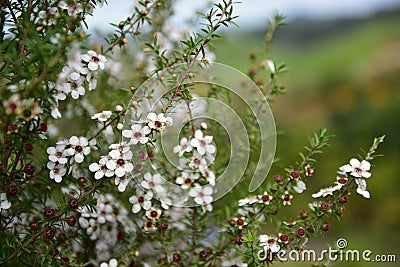 Manuka flowers blooming in spring in New Zealand Stock Photo