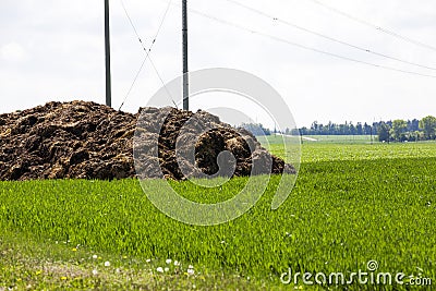 Manure for fertilizer Stock Photo