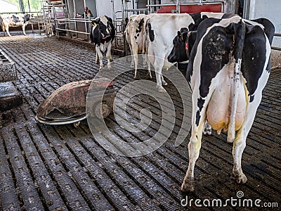 manure robot inside farm full of spotted milk cows in holland Editorial Stock Photo