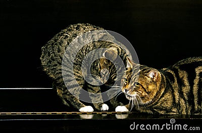 Manx Domestic Cat, Cat Breed without Tail, Adult standing on Piano Stock Photo
