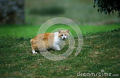 Manx Domestic Cat, Tailless Breed Stock Photo