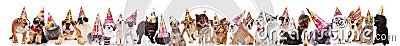 Many adorable cats and dogs ready for birthday party Stock Photo