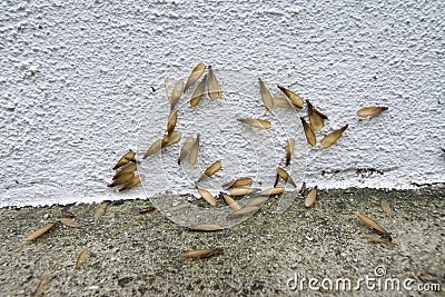 Many Alates termite winged insect on the floor. Stock Photo