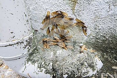 Many Alates termite winged insect on the floor. Stock Photo