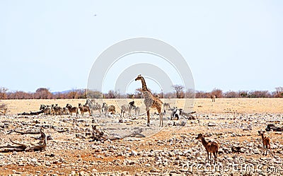 Many animals standing on the dry dusty plains in Etosha National park Stock Photo