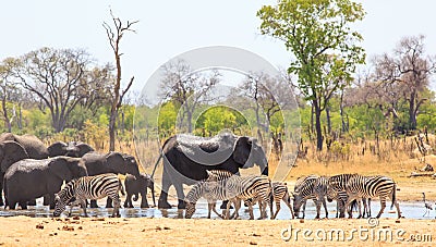 Many animals at a waterhole in Hwange National Park with a natural bush background Stock Photo
