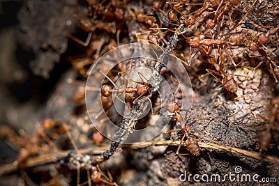 Many ants eat food Stock Photo
