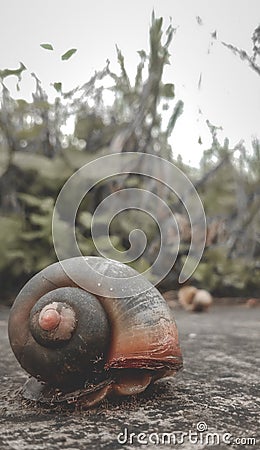 many ants swarm over the snail Stock Photo