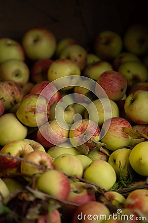 many apples close up ripe freshly picked red and green organic apples in bushel basket Stock Photo