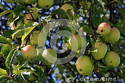 Many apples hang on the tree Stock Photo