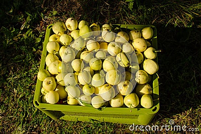 Many apples in a light green box on street, free distribution Stock Photo