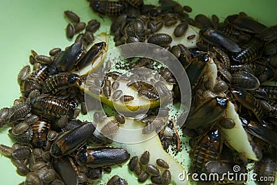 Many argentine cockroaches eating pear crawling in the pelvis, closeup view. Stock Photo