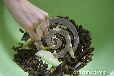 Many argentine cockroaches eating pear crawling in the pelvis, closeup view. Stock Photo
