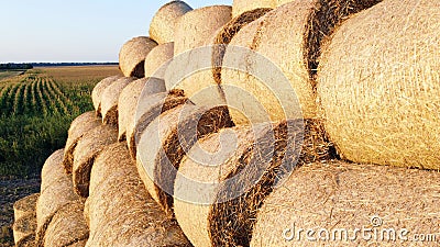 Many bales wheat straw rolls on wheat field after wheat harvest on sunset dawn Stock Photo