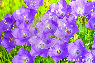 Many beautiful blue flowers of Carpathian bluebells Stock Photo