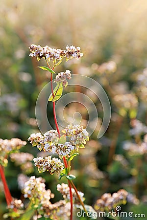 Many beautiful buckwheat flowers growing in field on sunny day Stock Photo