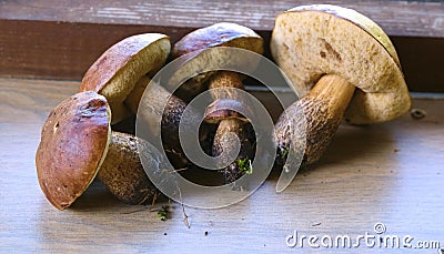 many beautiful edible mushrooms general plan color Stock Photo