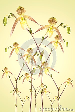 Many beautiful orchid blossoms Stock Photo