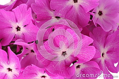 Many beautiful pink flowers Stock Photo