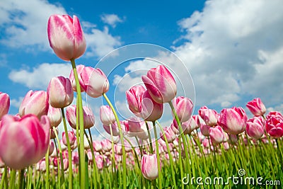 Many beautiful pink tulips over sky Stock Photo