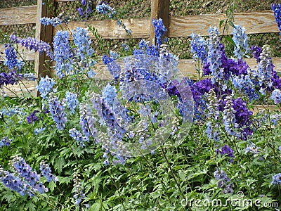 Many beautiful purple and blue flowers Delphinium elatum, Alpine Delphinium, Candle Larkspur blooming in the garden Stock Photo