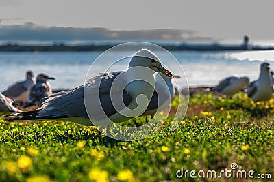 Many beautiful seagulls Stock Photo