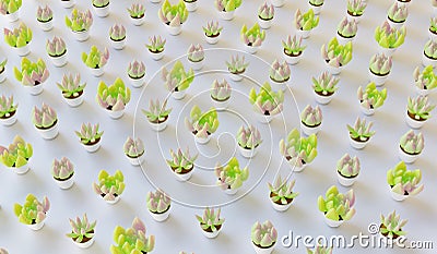 Many beautiful succulent plants as background. 3d render Stock Photo