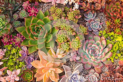 Many beautiful succulents Stock Photo