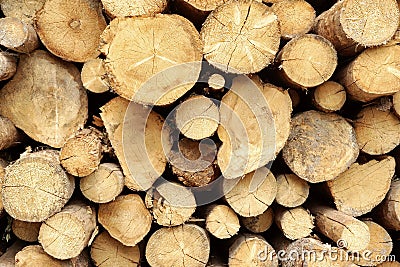 Many Big Pine Wood logs In Large Woodpile Background Texture Stock Photo