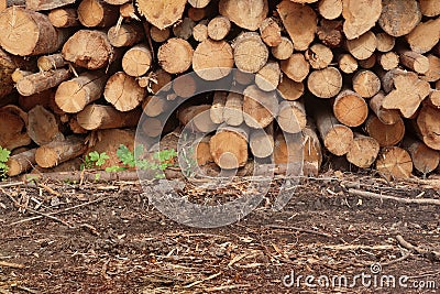 Many Big Pine Wood logs In Large Woodpile Background Texture Stock Photo