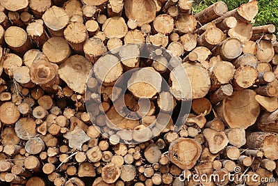 Many Big Pine Wood logs In Large Woodpile Background Texture Stock Photo